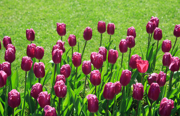Obraz premium Blühende Tulpen im Frühling