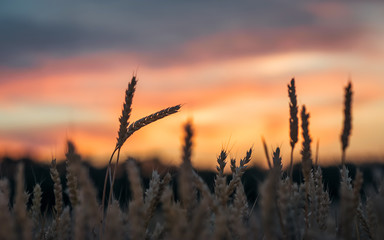 Silhouettes of cones of wheat in sunset