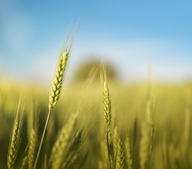 Green wheat field