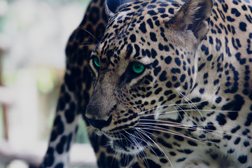 Predator
