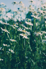 Daisy flowers in meadow on summer day