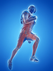 3d rendered medically accurate illustration of the muscle system of an american football player