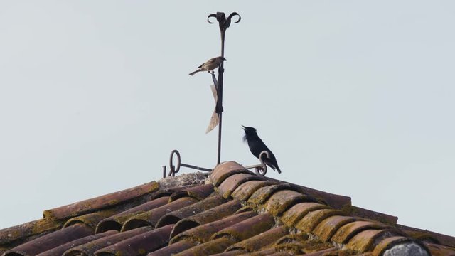 Estornino negro en veleta