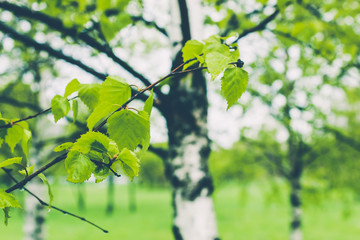 Obraz premium Ground green leaves in birch spring forest.