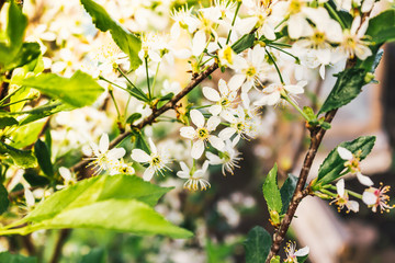 White flowers of apple trees in spring forest. The atmosphere of youth, renewal of nature.