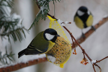 Kohlmeise (Parus major) 