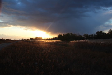 beautiful sunset, no processing, wildlife, reed, sky, sun
