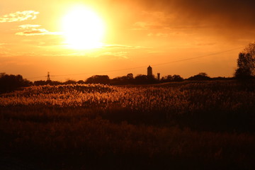 Fototapeta na wymiar beautiful sunset, no processing, wildlife, reed, sky, sun