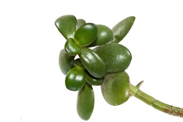 leaf isolated on white background