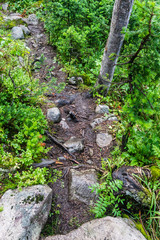 Trail in forest. Transition tourism, hiking. Healthy lifestyle.