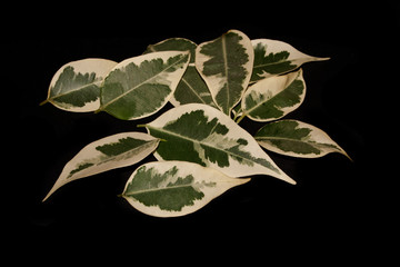 leaf isolated on white background