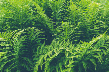 Fern leaves in green forest as background