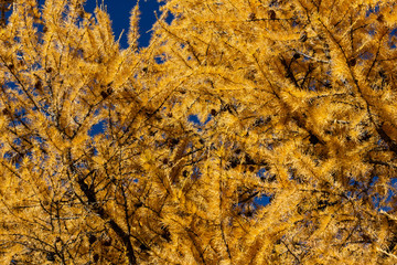 Bright yellow larches. The atmosphere of golden autumn in Altai. Change of seasons, forest in September.