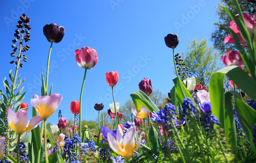 "Blumenwiese im Frühling" Stockfotos und lizenzfreie Bilder auf Fotolia