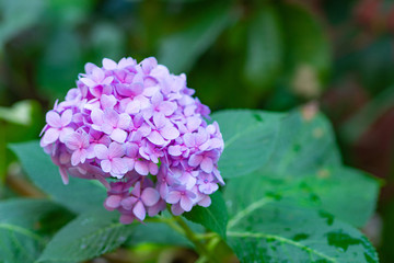 Close-up Of Hydrangea flower.