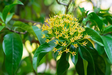 Close-up Of yellow tarenna wallichii flower on green leaves background.  (Tarenna wallichii (Hook.f.) Ridl.)