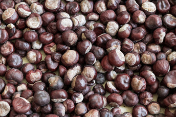 Lots of freshly harvested brown chestnuts 