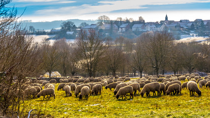 Winter landscape, wildlife, Marburg, Germany - A large herds of sheep grazing in a pasture on a sunny day in winter. With a view of the place Beltershausen in Ebsdorfergrund near Marburg.