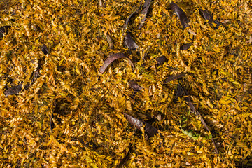 Field of fallen yellow leaves. Autumn carpet. Trees threw off foliage. Pods with seeds fell from a tree. Autumn landscape. Honey locust (Gleditsia triacanthos), thorny locust.