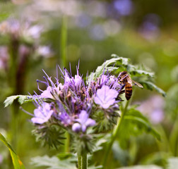 The bee sits on a lilac flower