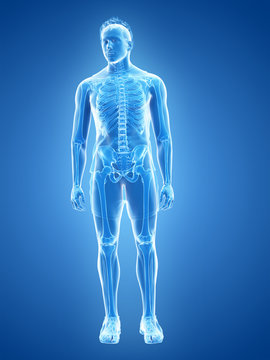3d rendered medically accurate illustration of the human skeletal system