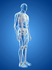 3d rendered medically accurate illustration of the human skeletal system