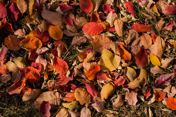 Field of leaves. Autumn carpet. Trees threw off foliage. Rhus cotinus, the European smoketree. Cotinus coggygria. Smoke bush, Venice sumach.
