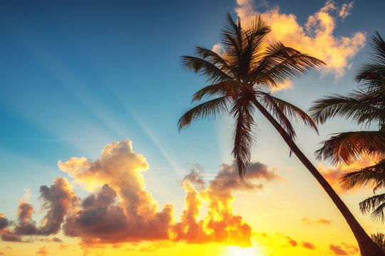 Palm tree against sunrise cloudscape. Tropical beach in Punta Cana, Dominican Republic
