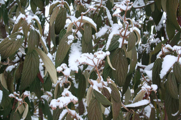 Viburnum rhytidophyllum covered by snow in the winter garden. 