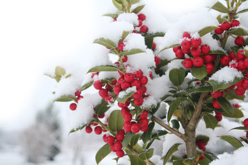 Holly bush with beautiful red berries covered by snow in the garden in winter season. Ilex cornuta 
