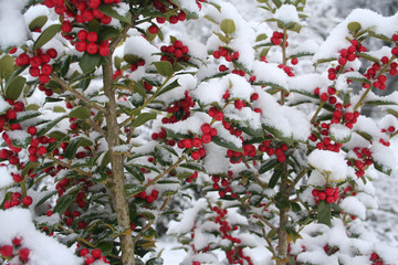 Holly bush with beautiful red berries covered by snow in the garden in winter season. Ilex cornuta 
