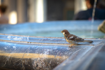 sparrow on fountain
