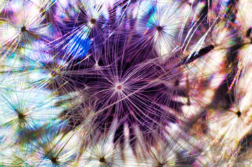 Macro closeup on kite flower structure