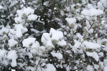 Laurel branch covered by snow in the garden in winter season. Laurus nobilis.