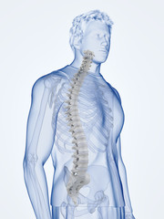 3d rendered medically accurate illustration of the human spine