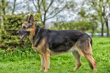 Naklejka na ściany i meble old German shepherd dog in the park