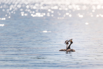 Two grebes (podiceps cristatus) swimming on the lake
