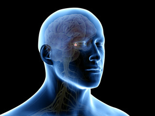 Obraz premium 3d rendered medically accurate illustration of the pituitary gland