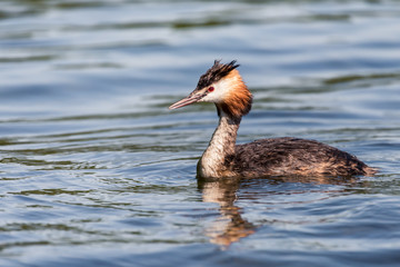 A great crested grebe (podiceps christatus) swimming on the water surface