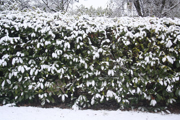 Cherry laurel hedge covered by snow in the garden in winter. Prunus laurocerasus 
