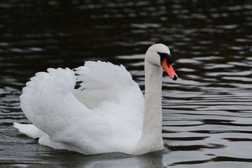 Obraz premium White swan swimming on calm water in the lake