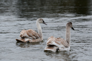 Baby swan, signet swimming on the lake