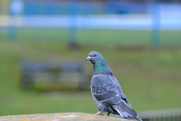 Pigeon standing in profile on a post outdoors in a park