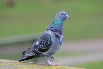 Pigeon standing in profile on a post outdoors in a park
