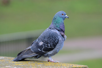 Pigeon standing in profile on a post outdoors in a park
