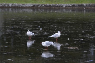 A seagul stands on a frozen lake, St Albans, England