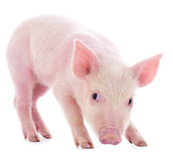 Small pink pig isolated.