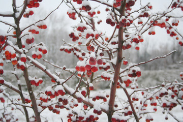 Small red apples on branch covered by snow in the garden in winter season