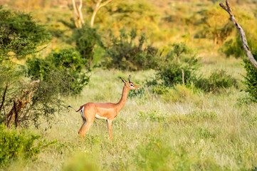 Giraffe antelope in the savannah of Samburu Park