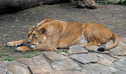 Fototapeta premium Asian lioness. Latin name - Panthera leo persica 